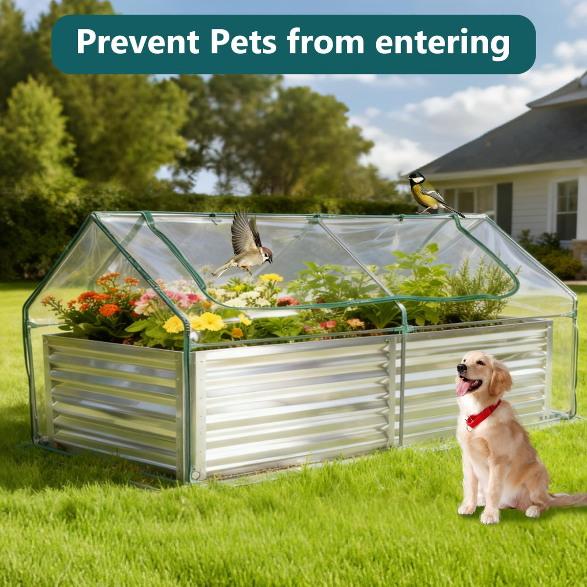 NEWBULIG Galvanized Raised Garden Bed with Cover, 6x3x2ft, Clear