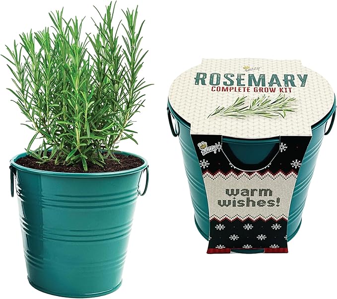 BUZZY Seeds Holiday Rosemary Grow Kit – Indoor Herb Garden Starter Pail with Non-GMO Seeds, Growing Medium, and Easy Instructions – DIY Christmas Gardening Gift, Stocking Stuffer