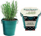 BUZZY Seeds Holiday Rosemary Grow Kit – Indoor Herb Garden Starter Pail with Non-GMO Seeds, Growing Medium, and Easy Instructions – DIY Christmas Gardening Gift, Stocking Stuffer