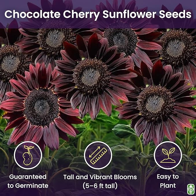 Chocolate Cherry Sunflower Seeds to Plant - Heirloom & Non-GMO - Large Package 200 Sunflower Seeds for Planting in Your Home Garden