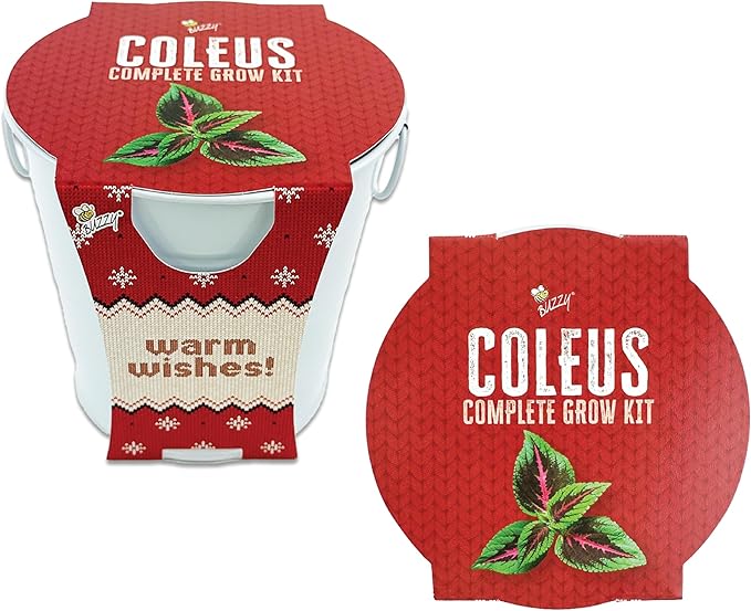 BUZZY Seeds Coleus Indoor Plant Grow Kit, White Metal Garden Pail with Planting Seeds and Growing Medium, Starter Set for Houseplants, Indoor Gardening Gift, Housewarming Present