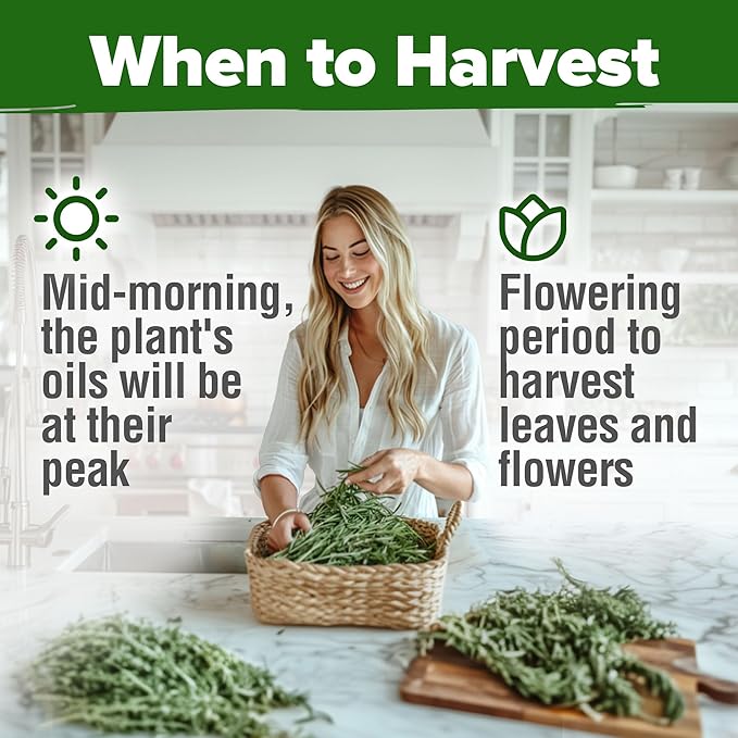 HOME GROWN Rosemary Seeds Pack - 300 High Germinating Heirloom Herb Seeds for Planting in Indoor or Outdoor Herb Gardens (Salvia rosmarinus)