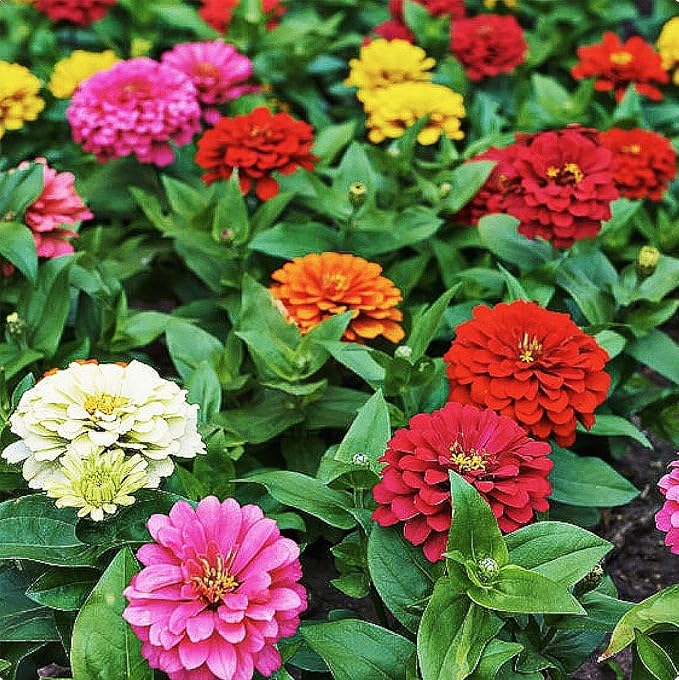 Mixed Zinnia Seeds for Planting Outdoors - 300 Fresh Seeds - Cut-and-Come-Again Zinnia Flowers - Grown in The USA