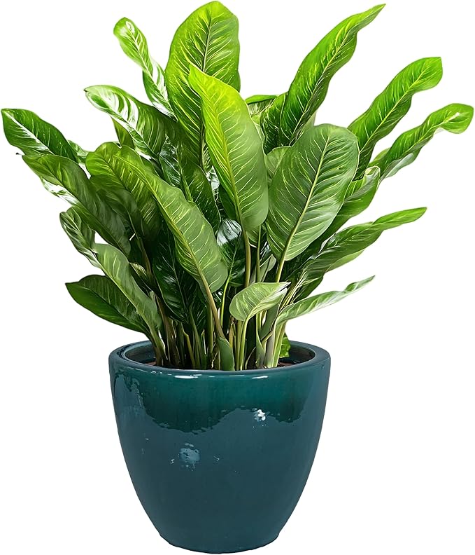 Sunnydaze Large Ceramic Plant Pot - Round Outdoor Glazed Ceramic Planter Pot with Drainage - Resort - Dark Green - 14.5"