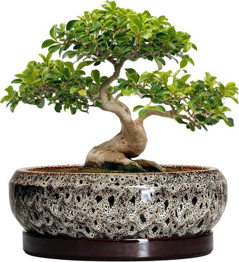 EPFamily Bonsai Planter 13 Inch - Large Ceramic Succulent Planters, Shallow Plant Pot Indoor with Drainage Hole and Tray, Bonsai Pot, Round Bowl Planter Outdoor, House Decor, Housewarming Gift, White