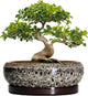 EPFamily Bonsai Planter 13 Inch - Large Ceramic Succulent Planters, Shallow Plant Pot Indoor with Drainage Hole and Tray, Bonsai Pot, Round Bowl Planter Outdoor, House Decor, Housewarming Gift, White