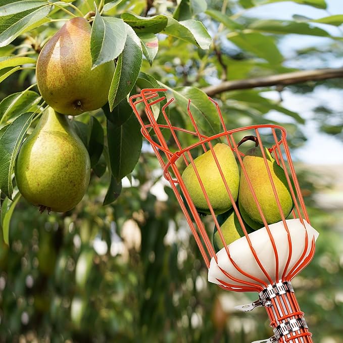 Walensee 23FT Fruit Picker, Adjustable Fruits Picker Tool with Fiberglass Pole, Big Basket and Storage Bag, Fruit Catcher Equipment Tree Picker for Lemons Apples Mango Orange Avocados Fruit Picking