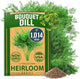 HOME GROWN Non GMO Dill Seeds for Planting 1,014 Bouquet Dill Seeds and Heirloom Herb Seeds for Planting Outdoors, Grow Your Fragrant Dill Herb Garden (Anethum graveolens)