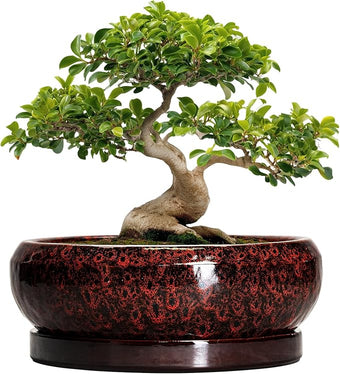 EPFamily Bonsai Pots with Drainage Hole - 13 Inch Ceramic Succulent Pots, Large Succulent Planter with Saucer, Shallow Planter Indoor Outdoor, Round Planter Bowl, Apartment Decor, Garden Gifts, Red