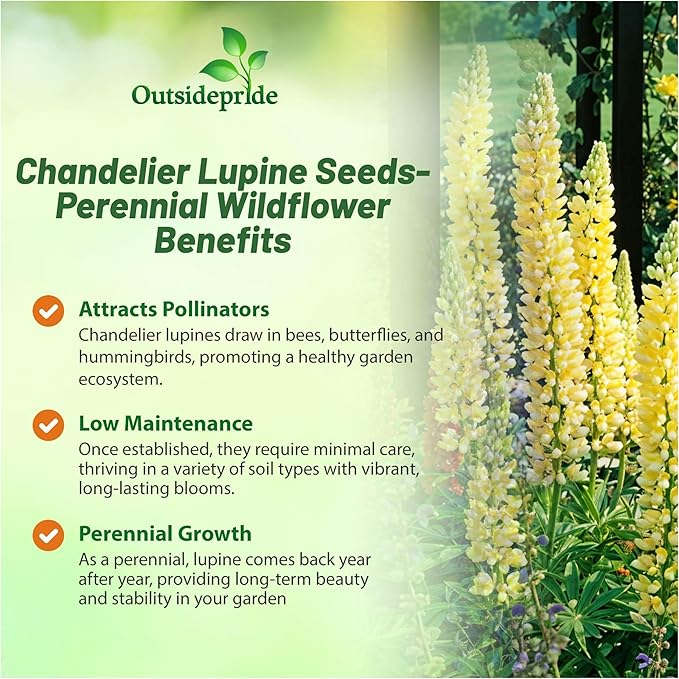 Outsidepride Chandelier Yellow Russells Lupine Seeds - 1000 Pcs Perennial, Self-Sowing, Cold Hardy & Frost Tolerant Wildflower Seeds for Fall Planting, Ideal for Attracting Pollinators & Hummingbirds
