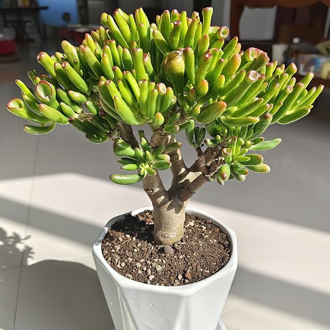 Sprout N Green Gollum Jade - Crassula Ovata Gollum, Rare Cute Succulent Plant Fully Rooted in 2" Pot
