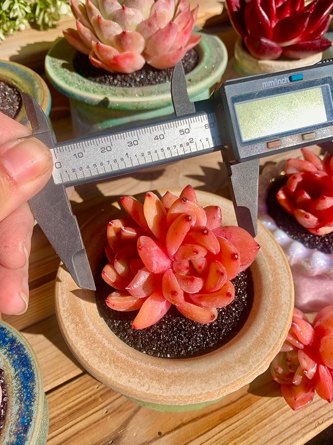 FWPP Echeveria Champagne Rare Live Succulent Plants, Wine 2.5 inches Live Plants Indoor,Bare Root Without Pot Soil,Desk Wedding Baby Shower Decoration Friend Plant Lover Gift