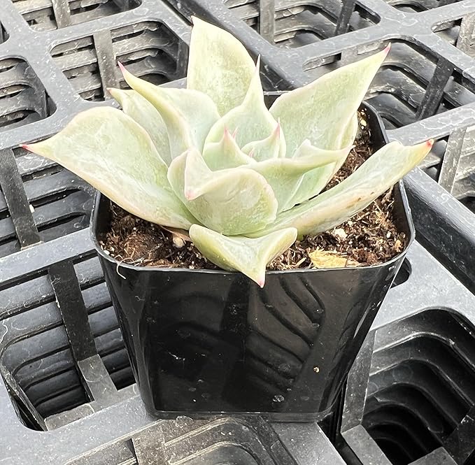 Sprout N Green Echeveria Madiba, Rare Live Succulent Plant Fully Rooted in 2" Planter with Soil, Home Office Indoor Outdoor Wedding Decoration DIY Projects Party Favor