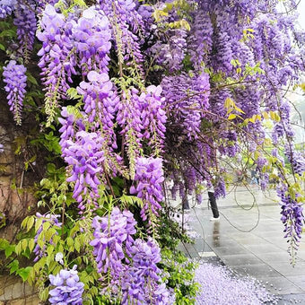 2 American Purple Wisteria Live Plant 6–12 Inch Tall | Hardy, Fragrant Purple Flower Clusters | Easy-Care Climbing Vine for Landscapes, Fences & Outdoor Garden Décor