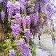 2 American Purple Wisteria Live Plant 6–12 Inch Tall | Hardy, Fragrant Purple Flower Clusters | Easy-Care Climbing Vine for Landscapes, Fences & Outdoor Garden Décor