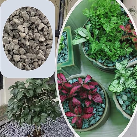 Natural Polished Pebbles, Decorative Garden Rocks, 1LB Cactus and Succulent Plants Pebbles, Grey River Rocks for Potted Plants, Vases, Aquariums, Terrarium and Outdoor Gardening(0.24-0.35 inch)