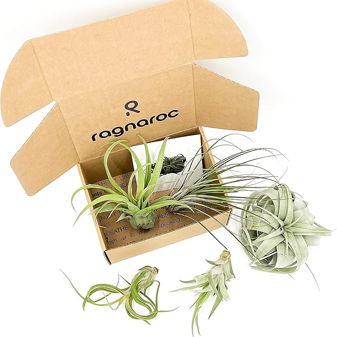 ragnaroc Air Plants - Hod Gift Box - 5ct - Live Arrival Guaranteed - House Plants for Home Decor & Gift