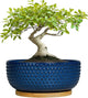 EPFamily Bonsai Pots - 8 Inch Ceramic Pots for Succulent Plants & Bonsai Tree, Planter with Drainage Hole and Saucer, Modern Round Decorative Flower Planters, House Decor, Gifts for Women Man, Blue