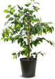 LCG Florals 4ft Ficus Tree in Black Metal Pot with Real-Wood Trunk - Indoor and Outdoor Faux Plants for Patio, Living Rooms, Offices & Outdoor Spaces