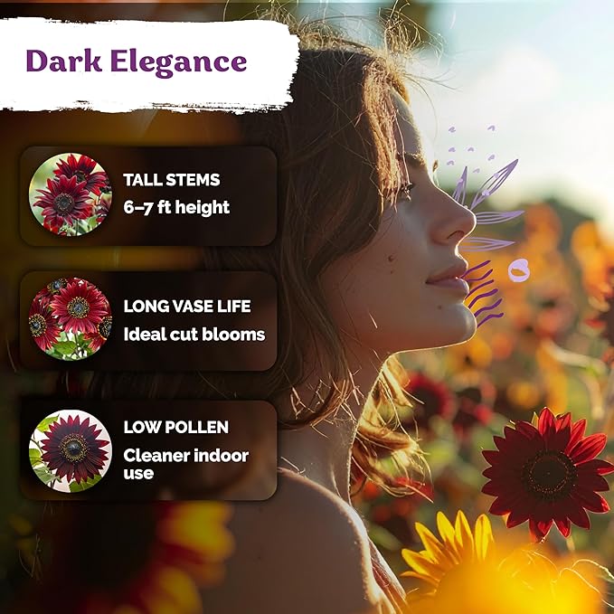 KVITER 75 Chocolate Cherry Sunflower Seeds to Plant (Helianthus annuus) – Heirloom Seed Non GMO Organic Sunflowers Variety, Long Vase-Life Blooms – Flower Seeds for Planting in Home Garden