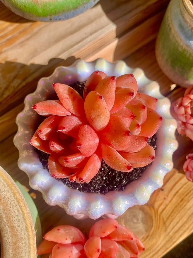 FWPP Echeveria Champagne Rare Live Succulent Plants, Wine 2.5 inches Live Plants Indoor,Bare Root Without Pot Soil,Desk Wedding Baby Shower Decoration Friend Plant Lover Gift