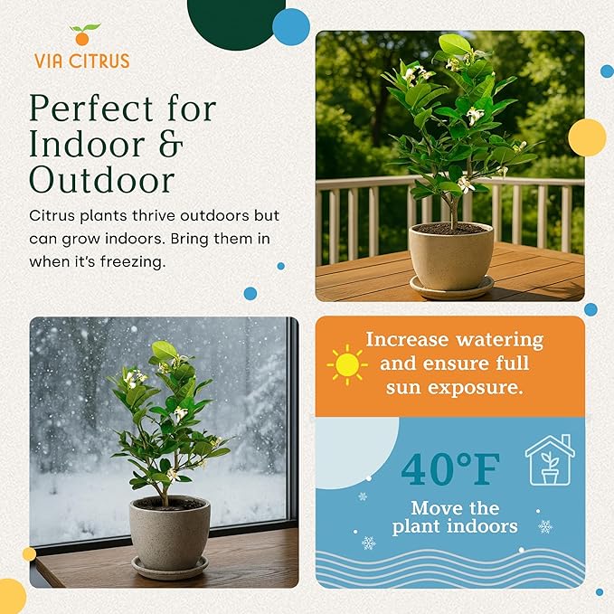 Ponderosa Lemon Patio Fruit Trees Live Plants 13" - 22" Tall Dwarf Fruit Trees Live Plants Outdoor, Small Lemon Tree Cannot Ship: CA,AZ,TX,LA - Real Indoor Tree, Citrus Pot for Planting by Via Citrus