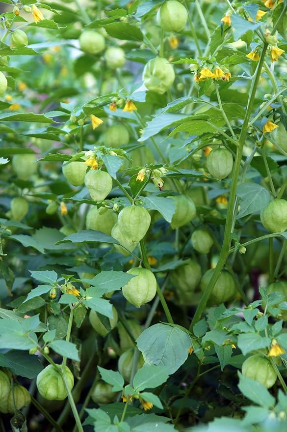 Ground Cherry Aunt Molly's 50 Seeds (Physalis pruinosa) Heirloom - Open Pollinated