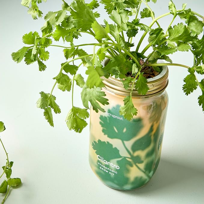 Modern Sprout Mason Garden Jar - Self-Watering Hydroponics Growing System Kit with Organic Herb Seeds - Jar Planter for Indoor Herb Garden - Seed Starter Kit - Home Decor & Gifting - Cilantro