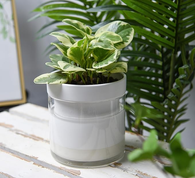 Phoenix Vine 6 Inch Self Watering Planter, White Terracotta Clay Pot with Glass Reservoir for Indoor Plants, Herbs, Flowers, Set of 2, 52-B-F-2