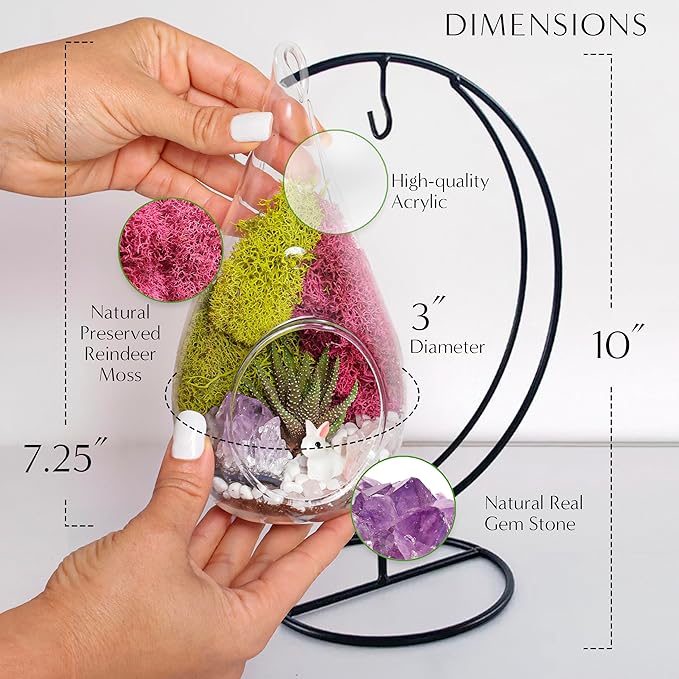 Creations by Nathalie - Plant Terrarium Kit W/Live Succulent (Fresh from Florida), Choose Your Glass DIY Terrarium Starter Kit for Adults, Metal Stand, Reindeer Moss, Crystal & Rocks, Tools, Figurine