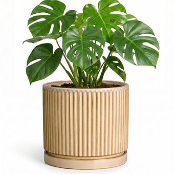 Wliror 8 Inch Flower Pot, Ceramic Planters, Round Plant Pot, Beige