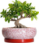 EPFamily Bonsai Pots 10 Inch - Ceramic Succulent Planters for Indoor Plants Outdoor, Succulent Pots with Drainage Hole and Tray, Round Shallow Planter, Bonsai Planter, Home Decor, Gardening Gift, Red