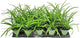 Liriope Big Blue | 10 Live 4 Inch Plants | Liriope muscari | Lavender Blue Flowers | Evergreen Ground Cover for Shade | Landscape Borders for Walkways and Beds