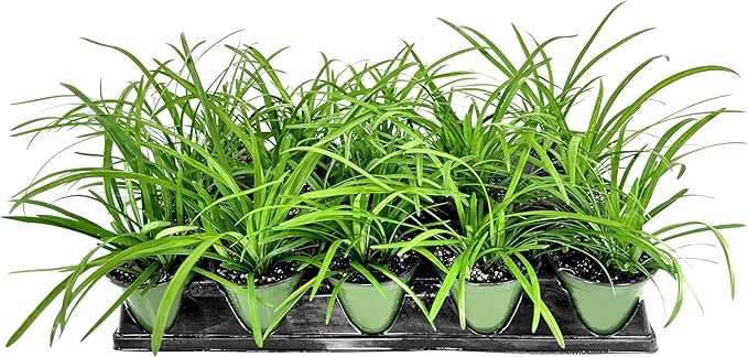 Liriope Big Blue | 15 Live 4 Inch Plants | Liriope muscari | Lavender Blue Flowers | Evergreen Ground Cover for Shade | Landscape Borders for Walkways and Beds