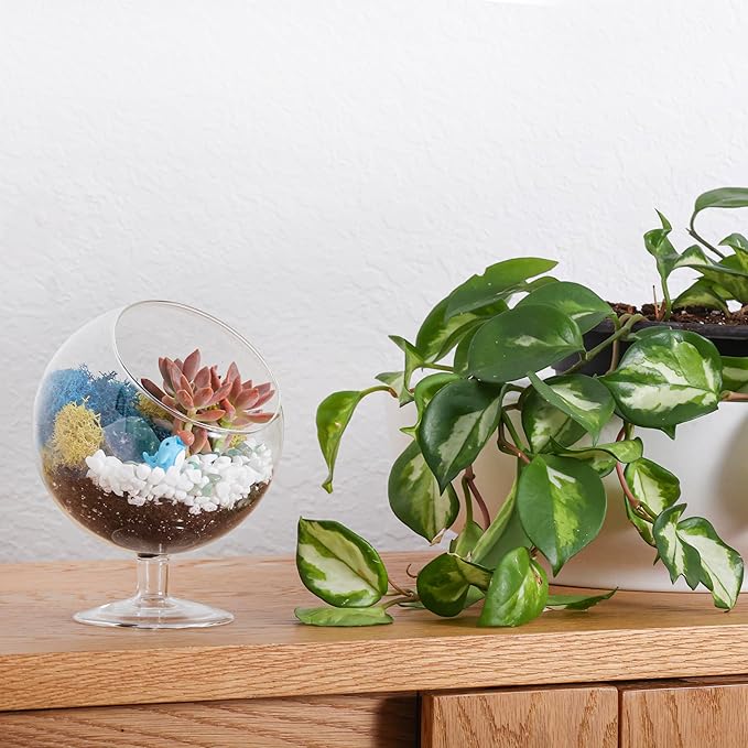 Creations by Nathalie 6" DIY Chalice Terrarium Kit with Live Plants - Build Your Own Glass Terrarium for Adults & Kids with Moss, Crystals, Soil, Tools & Figurine - Mini Ecosystem - Made in The USA