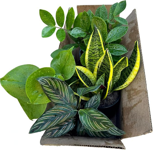 PLANTVERS Set of 4 Assorted Indoor Plants in 4" Grow Pots – Live Houseplants – Easy Care Houseplants - Low Light & Air Purifying Decorative Plants