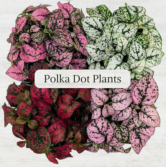 Polka Dot Plant Collection (4-Pack) - Live Houseplants, Small Indoor Plants, Hypoestes (Red, White, Rose, and Pink) - Colorful, Air-Purifying House Plants (Collection)
