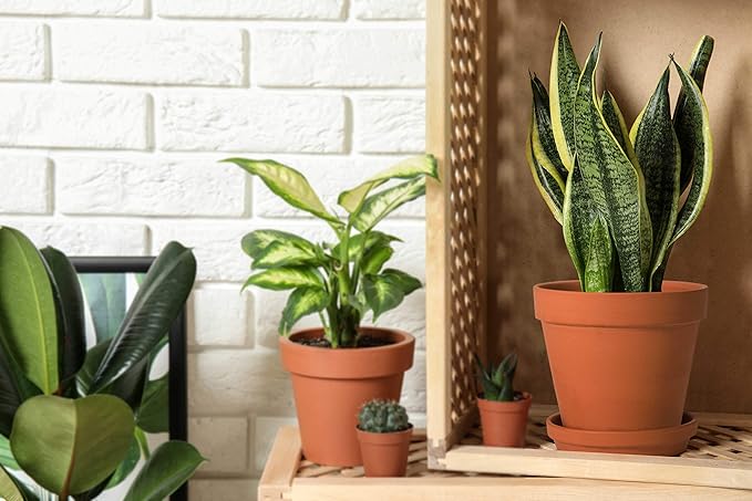 D'vine Dev Terracotta Pots Set, 6-Inch Terra Cotta Pots with Saucers & Tray, Ideal for Plants & Succulents