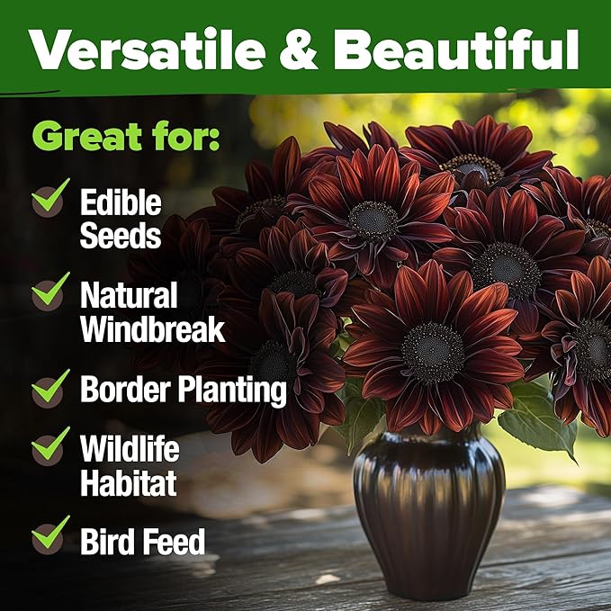 HOME GROWN Chocolate Cherry Sunflower Seeds – 150 Heirloom Non-GMO Seeds – Burgundy Sunflowers for Planting – Tall Garden Flowers That Attract Pollinators & Butterflies (Helianthus annuus)