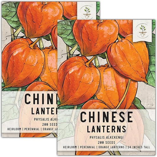 Seed Needs, Chinese Lantern Seeds for Planting (Physalis Alkekengi) Heirloom & Open Pollinated - Orange Ornamental Pods (2 Packs)