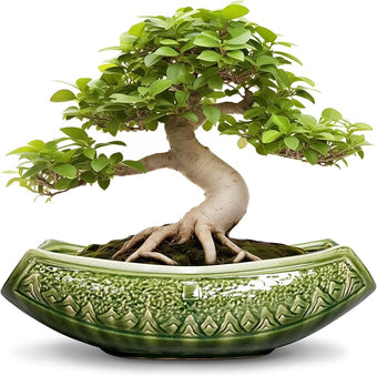 Teagas Bonsai Planter 18 Inch - Large Ceramic Succulent Pots with Drainage Hole, Bonsai Pots for Indoor Outdoor Plant, Ceramic Flower Pot, Decorative Plant Pot, Garden Decor, Housewarming Gift, Green
