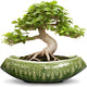 Teagas Bonsai Planter 18 Inch - Large Ceramic Succulent Pots with Drainage Hole, Bonsai Pots for Indoor Outdoor Plant, Ceramic Flower Pot, Decorative Plant Pot, Garden Decor, Housewarming Gift, Green