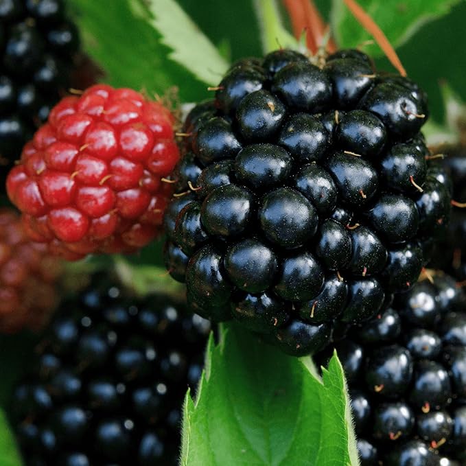 5 Chester Thornless BlackBerry Plants - 5 Large and Well-Rooted Plugs - Hardy BlackBerry Variety from Hand Picked Nursery
