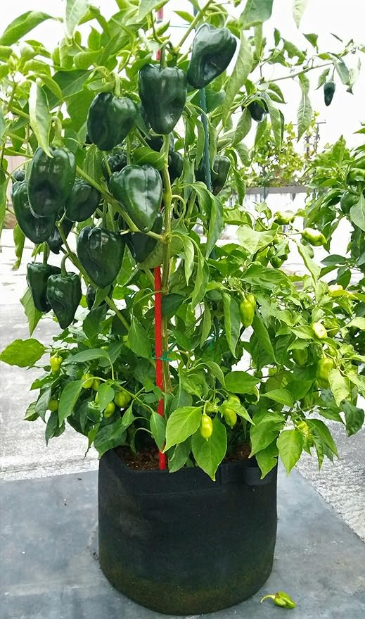 Enroot RootEase Garden Planting Aeration Fabric Container, Heavy Duty Durable Fabric Grow Pots, Perfect Harvest Planter, Raised Bed, Best Root Treatment Eco-Friendly Grow Bags (10 Gallon, Green)