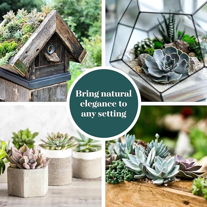 Shop Succulents Echeveria & Rosette Live Succulent Variety Pack – Fully Rooted 2" Potted Plants for Gifts, Favors, DIY Projects, Terrariums, Home Décor, and Garden Arrangements, 32 Pack