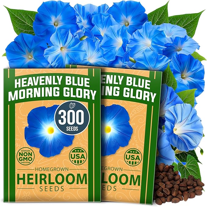HOME GROWN Morning Glory Seeds,Heavenly Blue (2 Pack) 300 Heirloom Morning Glories Vine Seeds for Planting Ideal for a Flower Garden That Attracts Pollinators and Birds(Ipomoea Tricolor)