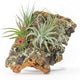 Medium Natural Cork Bark DIY Kit with Four Assorted Air Plants, Glue and Hook - Live Tillandsia Succulent House Plant - Wholesale and Bulk - Home and Garden Decor - Easy Care Indoor and Outdoor Plants