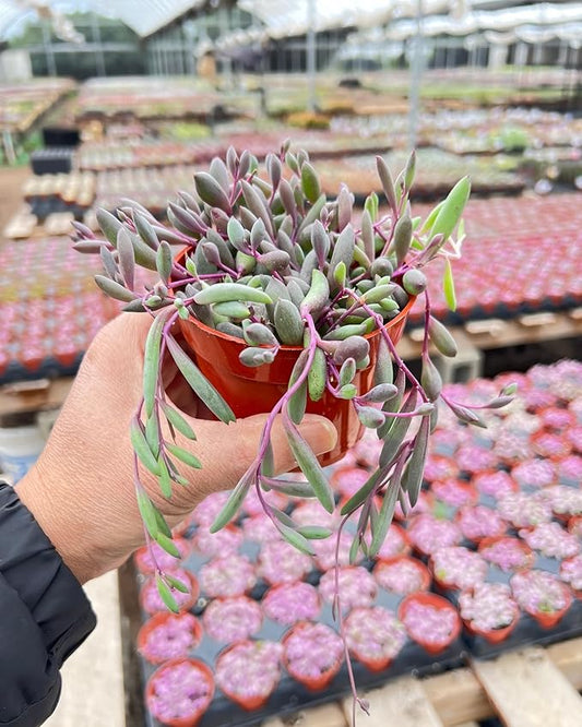 Live Succulents Othonna Capensis Ruby Necklace (4-inch), Succulent Plants Fully Rooted in Pots with Soil, Easy-Care House Plant for DIY, Home Office Decor, Wedding Party Favor