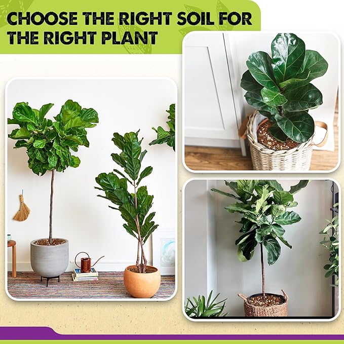 DUSPRO Recycle Fiddle Leaf Fig Soil Specialized for Fiddle Leaf Fig Plant Indoor 5-in-1 Pre-Mixed with Coco Coir, Coconut Fiber, Perlite, Pumice, Pine Bark Ready-to-Use Handmade Mix Drainage 10 QRT
