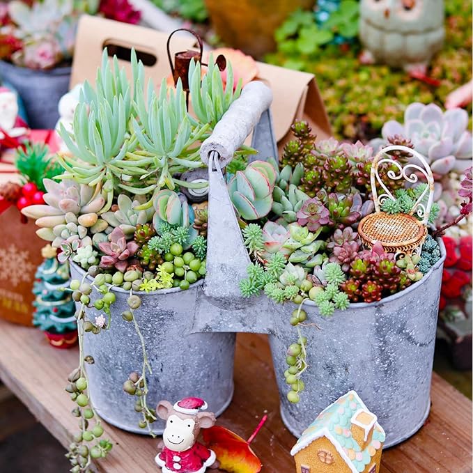 Sprout N Green 10 Assorted Succulents with Root, 10 Different Varieties Live Plants Collection, Without Plant Pot, Great for Gardener Beginner, DIY Projects, Wedding Party Favor